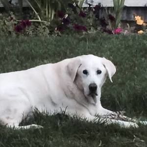 Meet your Posher, Kami